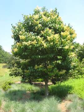 Image of Japanese Tree Lilac