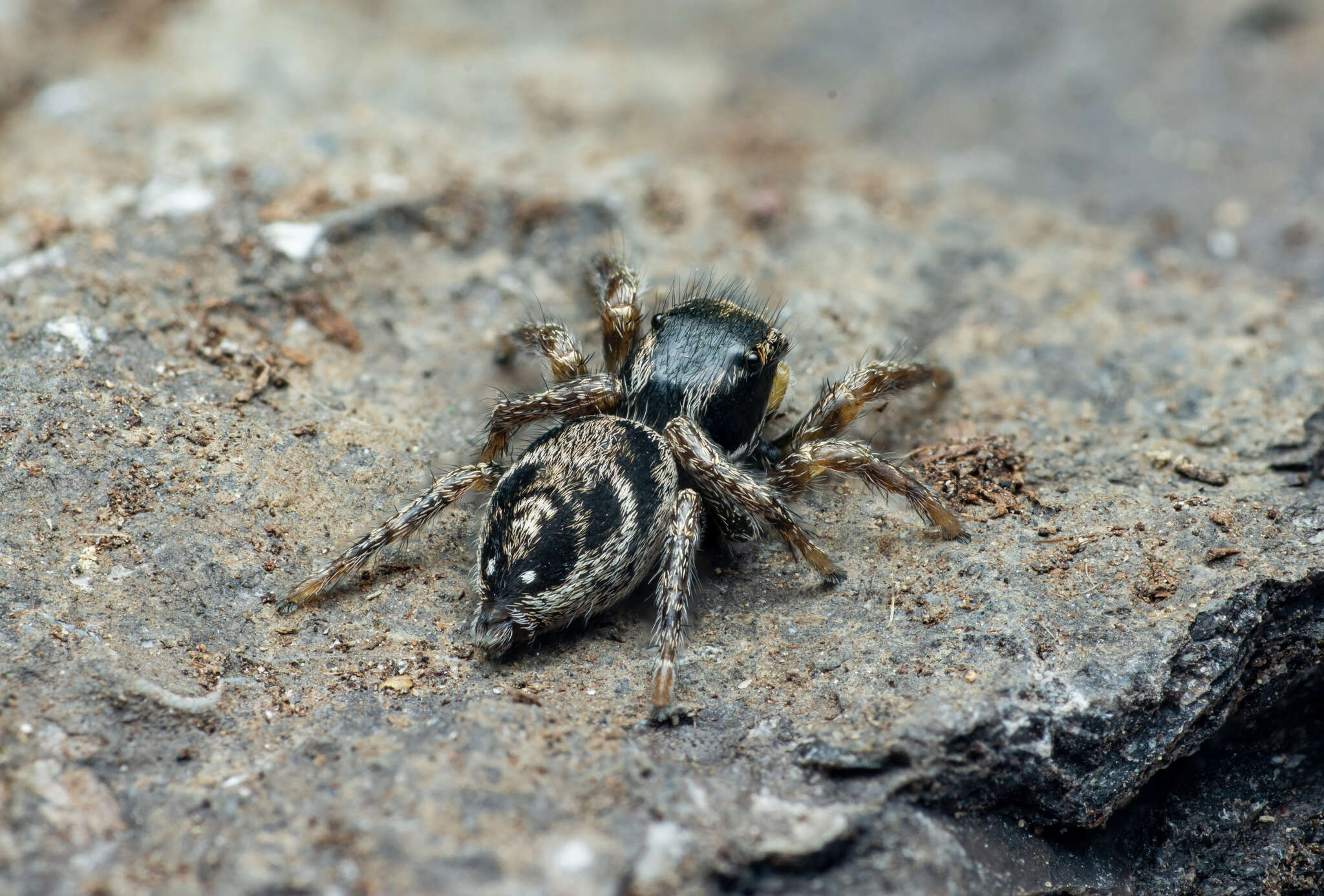 صورة Habronattus borealis (Banks 1895)