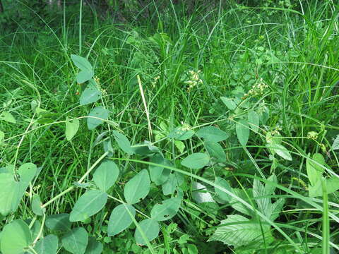 Image of Lathyrus davidii Hance