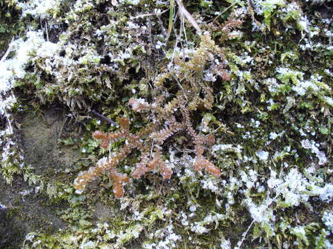 Image of Selaginella helvetica (L.) Spring