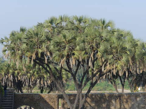 Image of Hyphaene dichotoma (J. White Dubl. ex Nimmo) Furtado