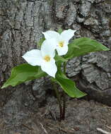 Imagem de Trillium grandiflorum (Michx.) Salisb.