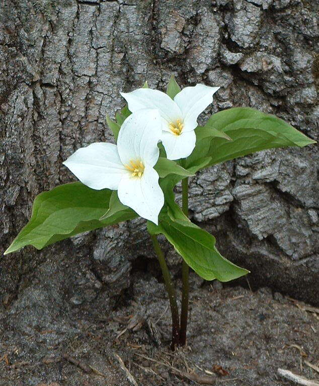 Image of White trillium