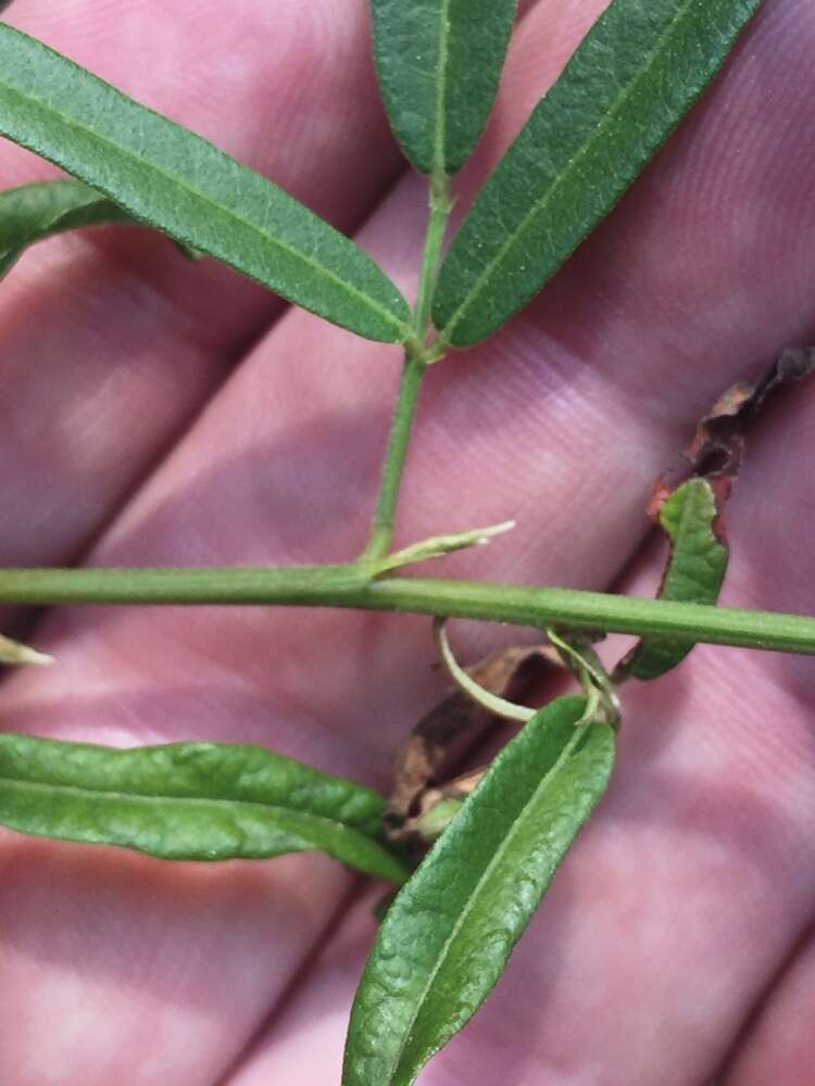 Imagem de Desmodium tenuifolium Torr. & A. Gray