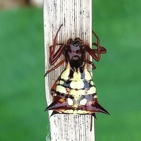 Image of Micrathena schenkeli Mello-Leitão 1939