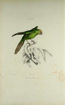 Image of Malherbe's Parakeet