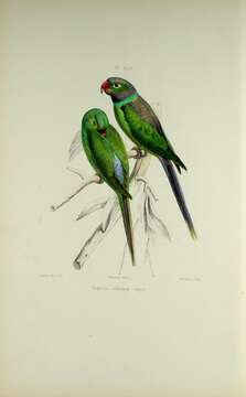 Image of Emerald-collared Parakeet