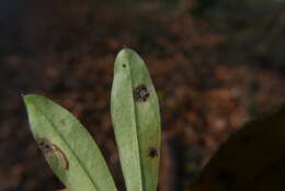 Image of Puccinia punctata Link 1816