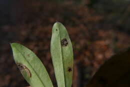 Plancia ëd Puccinia punctata Link 1816