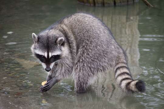 Image of raccoons