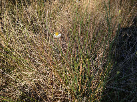 Image of Small-Head Doll's Daisy