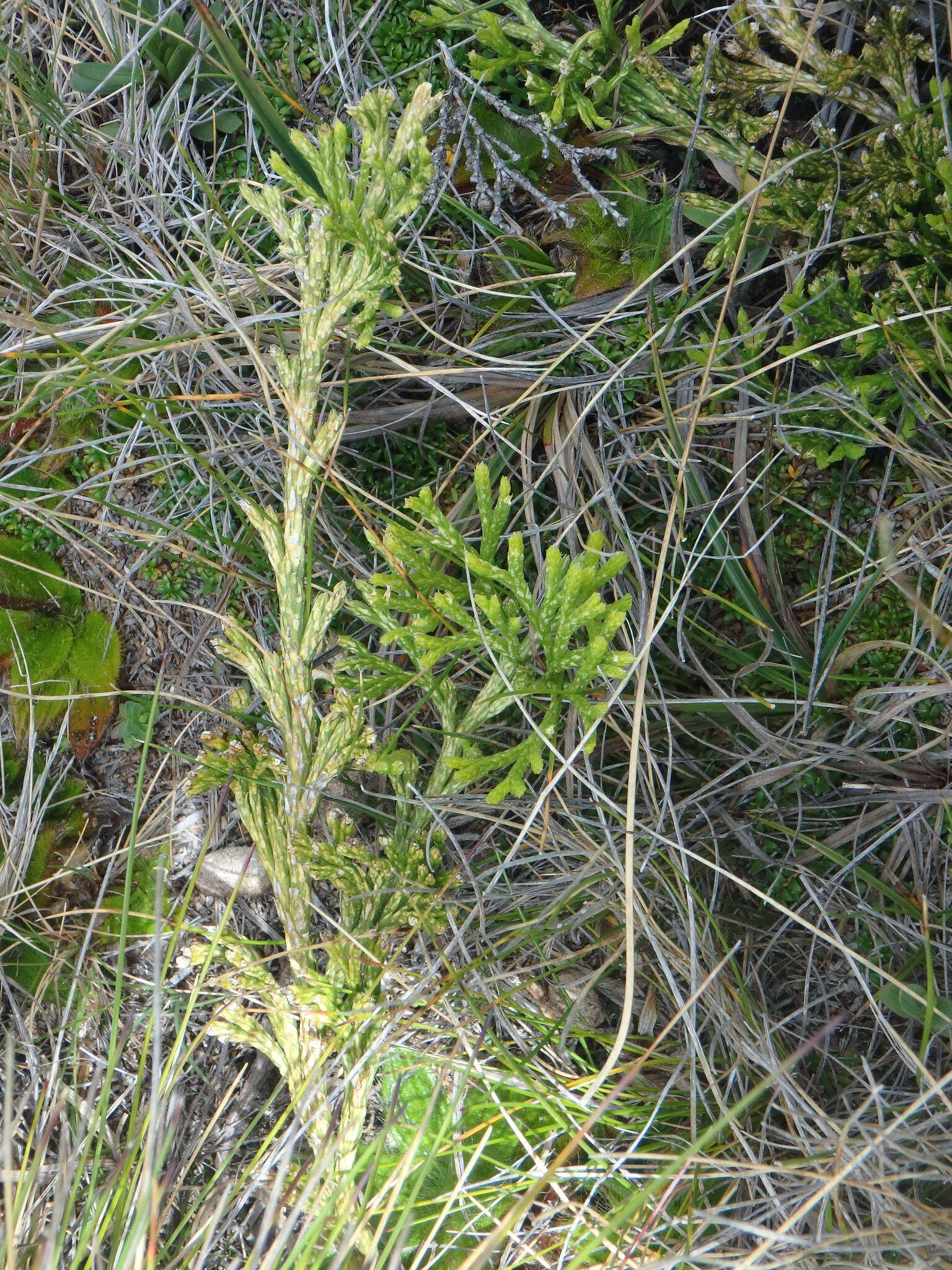 Image of Diphasiastrum thyoides (Humb. & Bonpl. ex Willd.) Holub