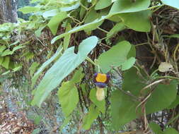 Image of Aristolochia shimadae Hayata