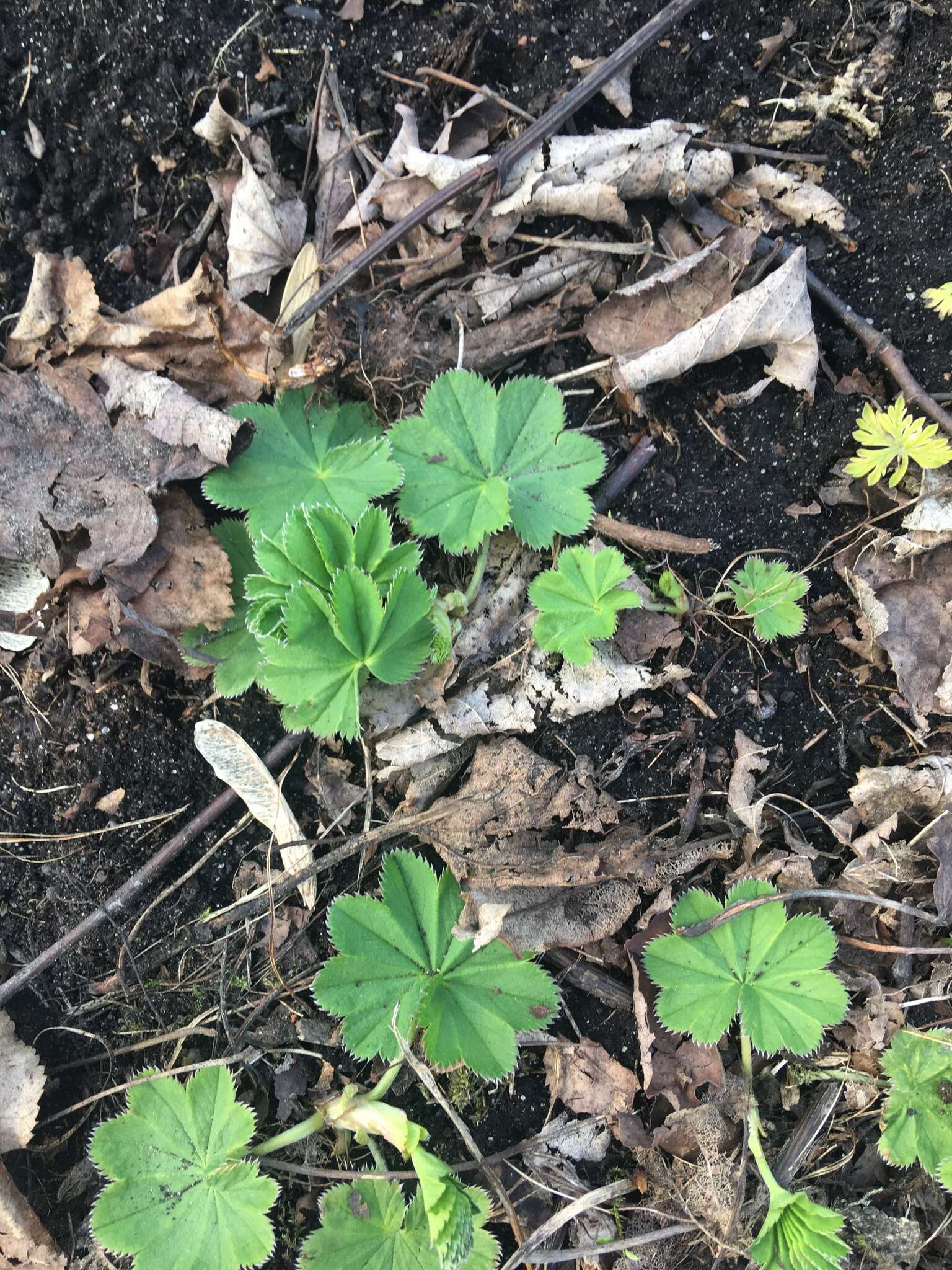 Image of Alchemilla baltica Sam. ex Juz.