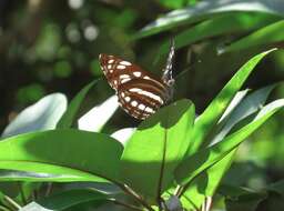 Image of Phaedyma columella Cramer 1782