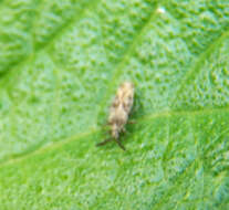 Image of Lantana Lace Bug