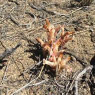 Image of clustered broomrape