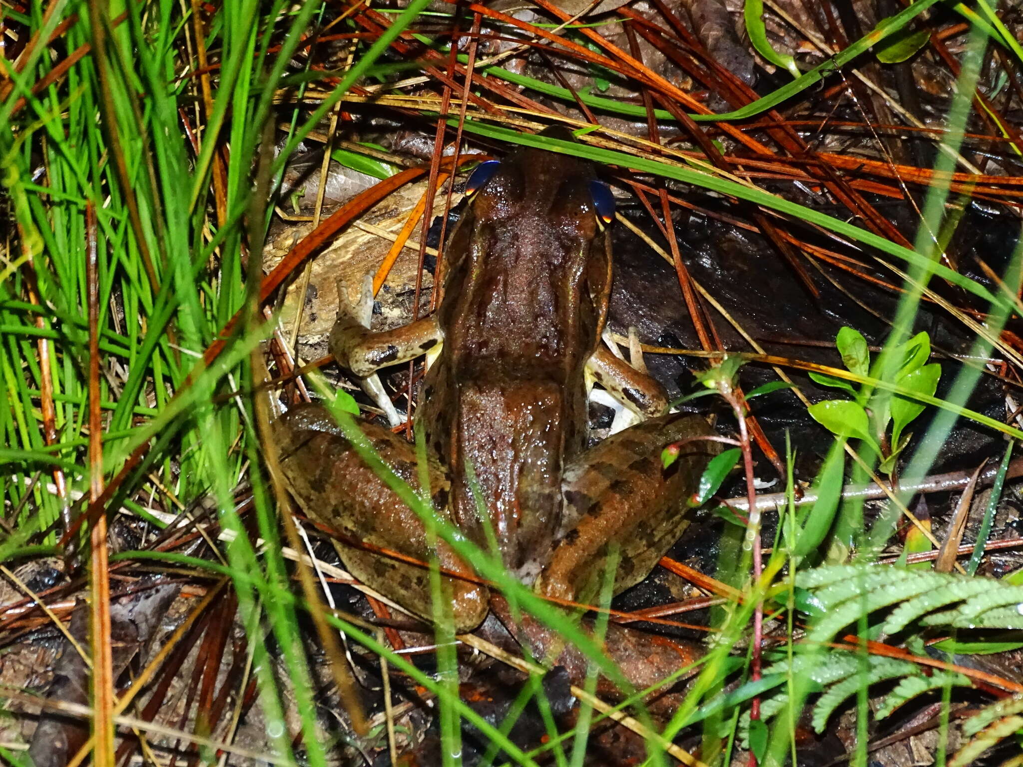 Image of Lithobates brownorum (Sanders 1973)