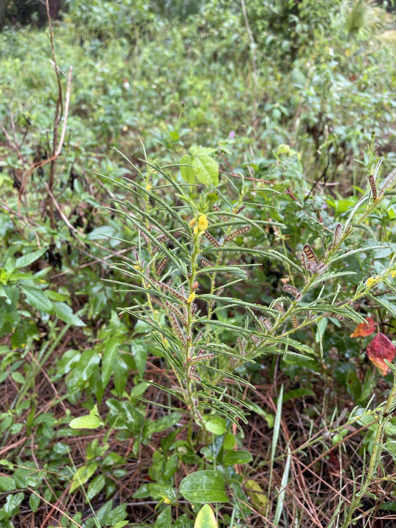 Sivun Chamaecrista nictitans var. aspera (Elliott) Torr. & A. Gray kuva