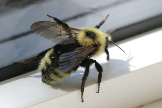 Image de Bombus insularis (Smith 1861)