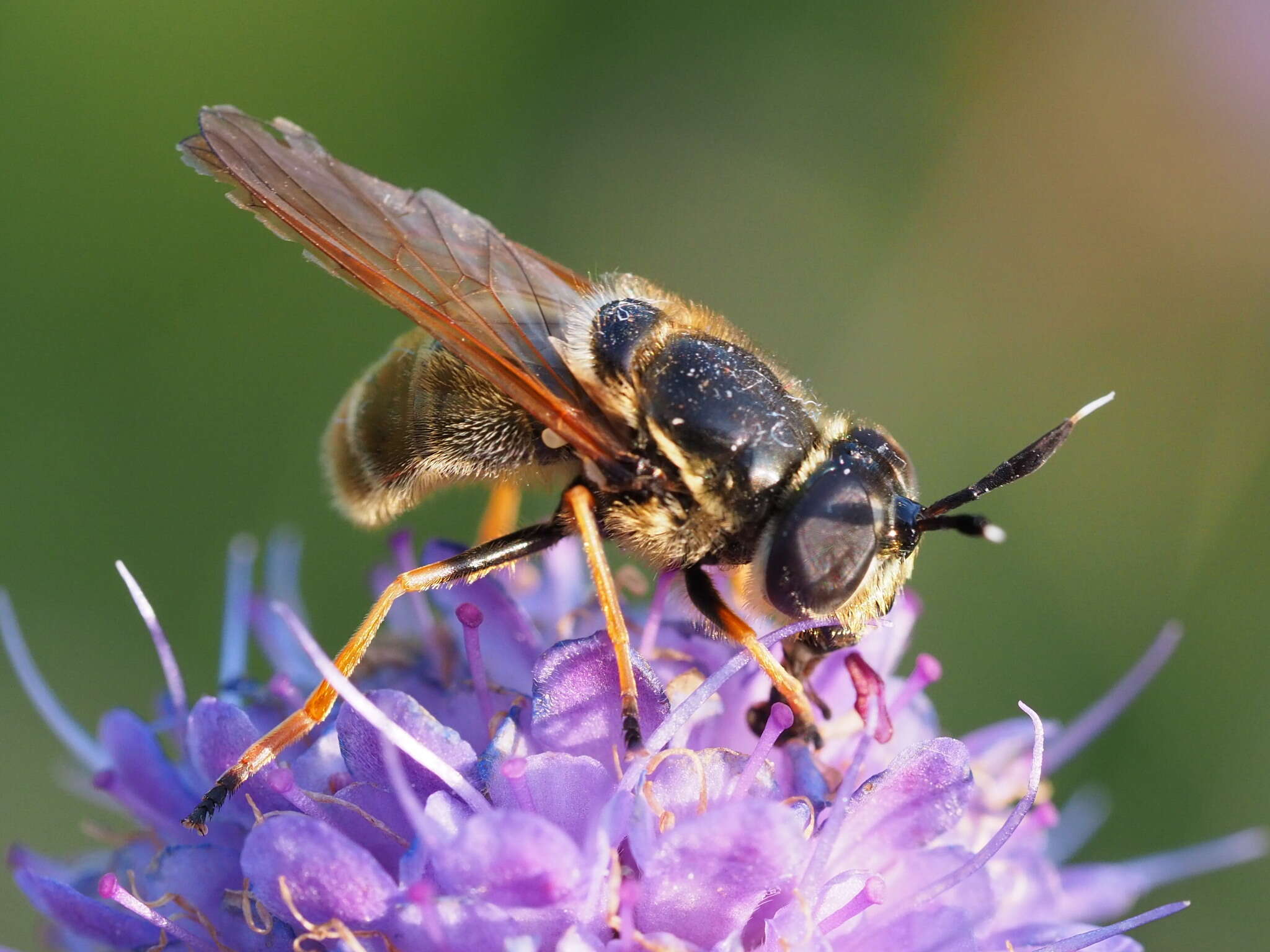 صورة Callicera aurata (Rossi 1790)