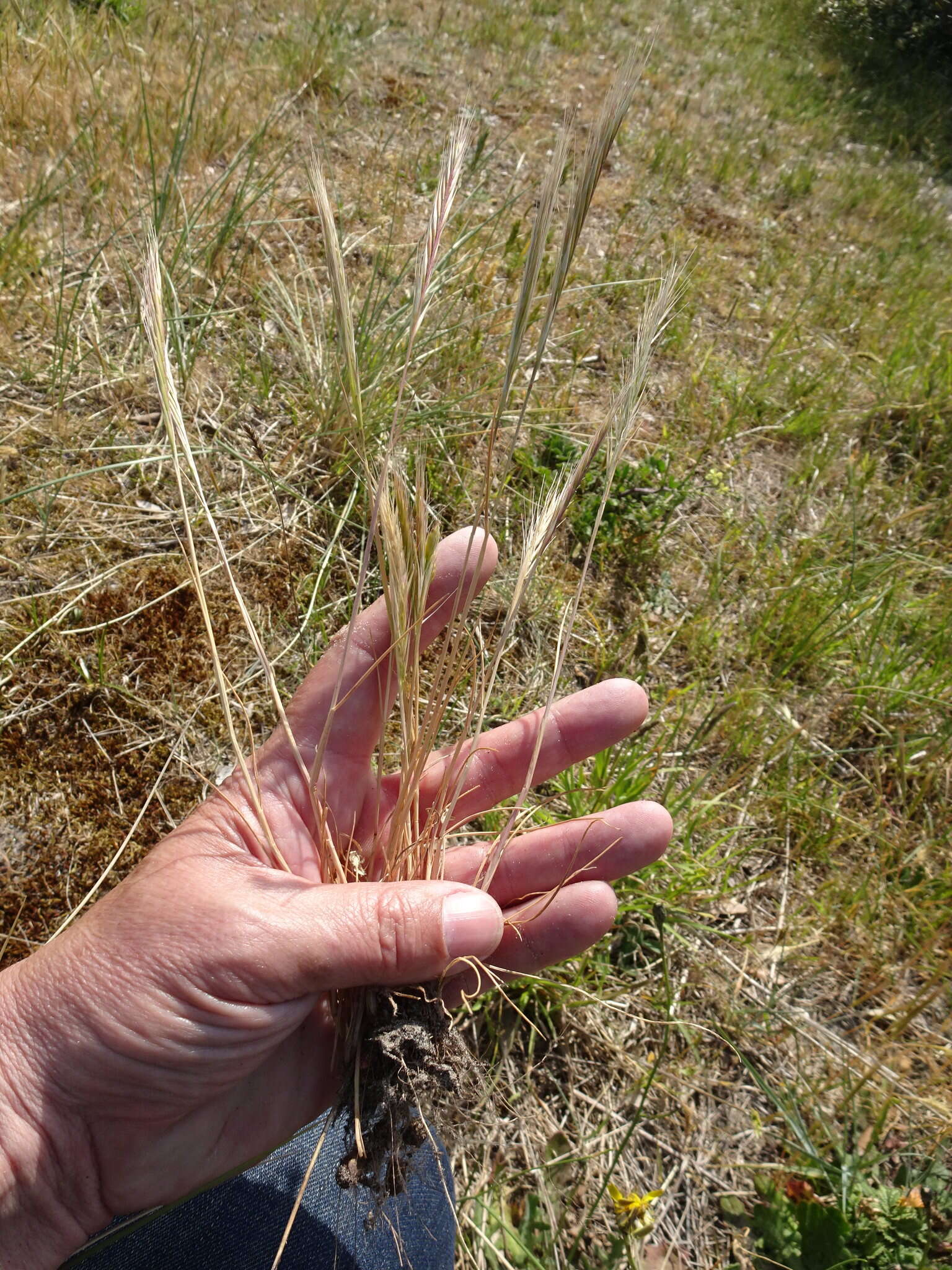 Слика од Vulpia fasciculata (Forssk.) Samp.