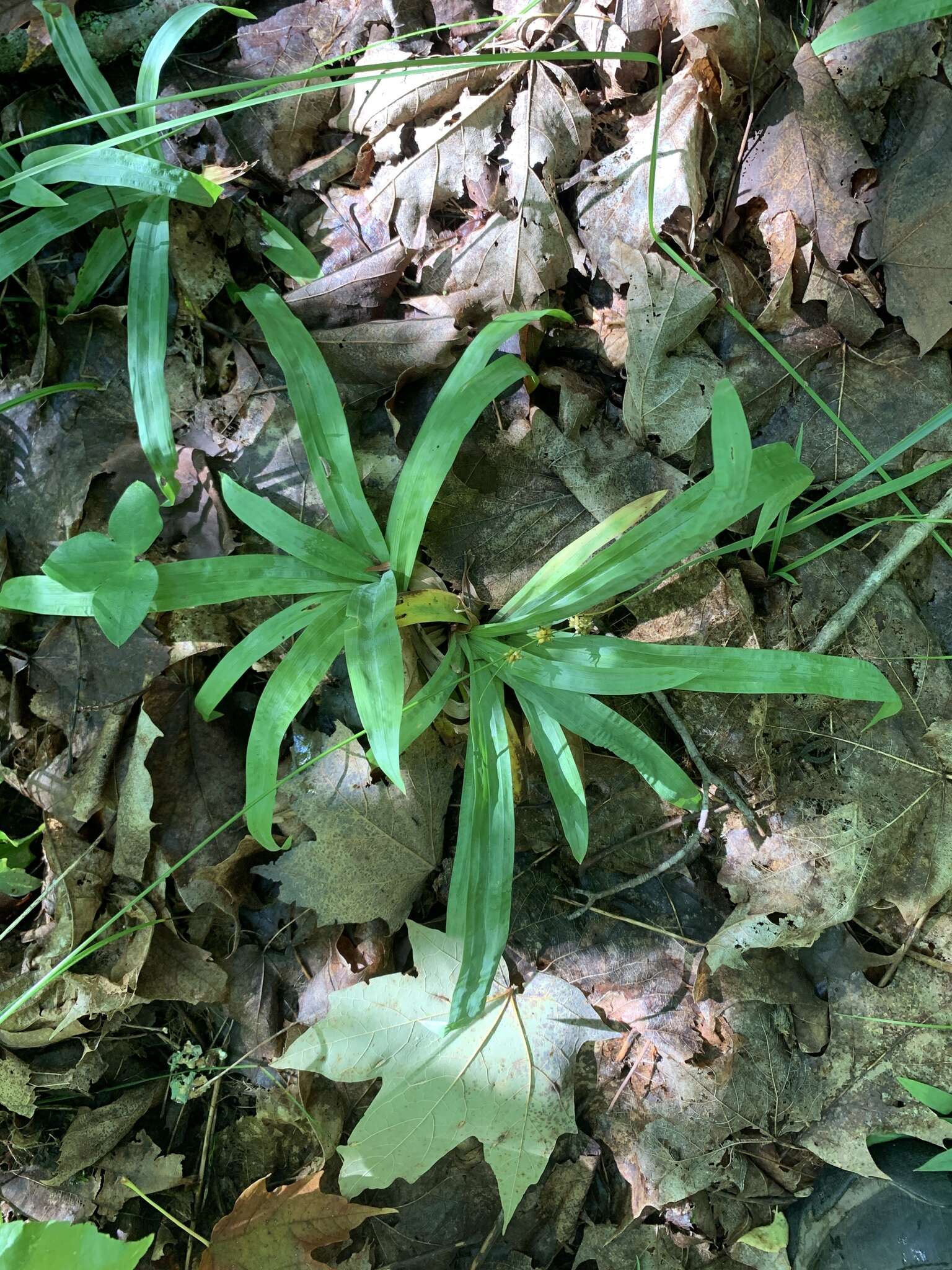 Imagem de Carex platyphylla J. Carey