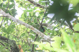 Image of Turquoise-throated Barbet