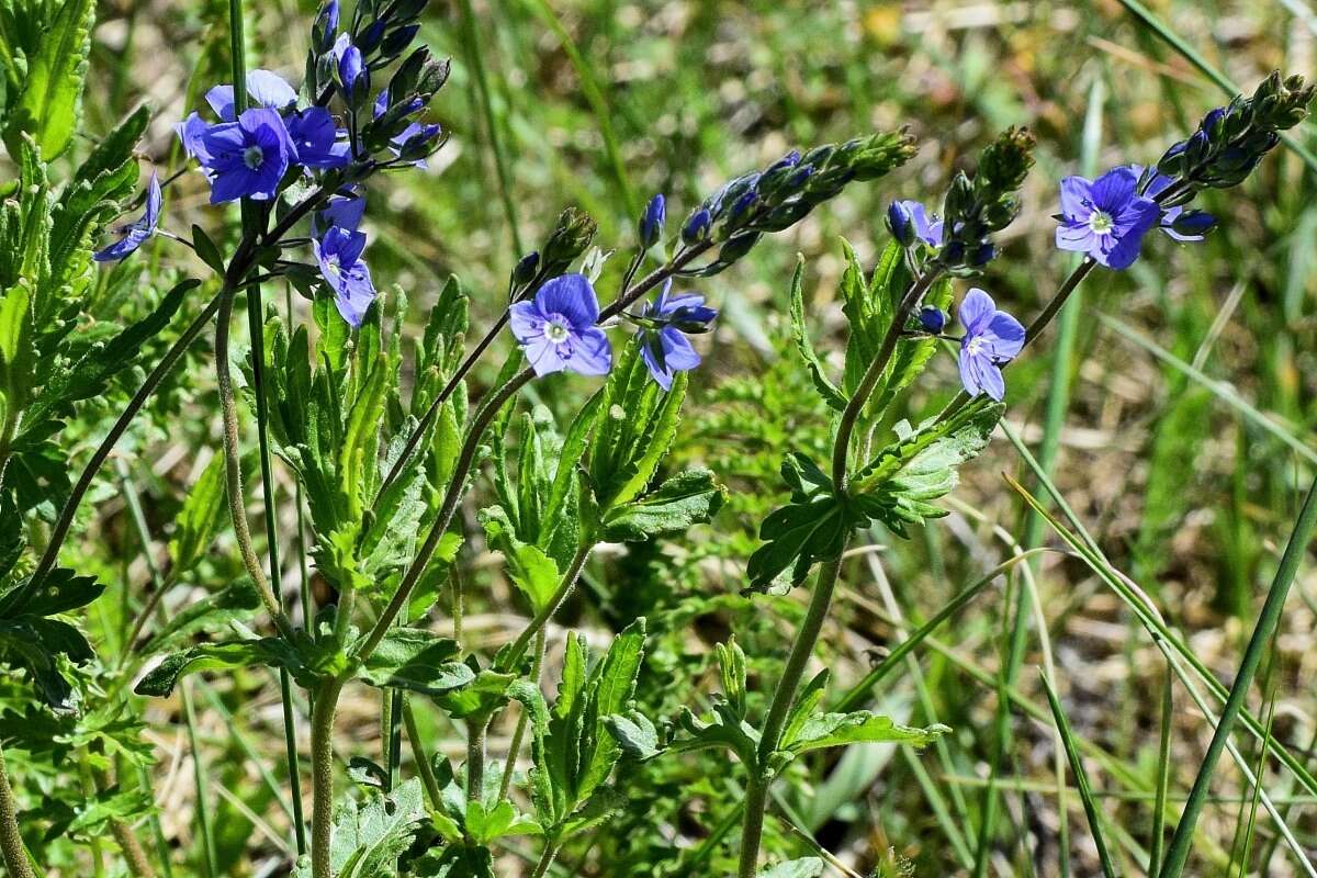 Image of Veronica krylovii Schischk.