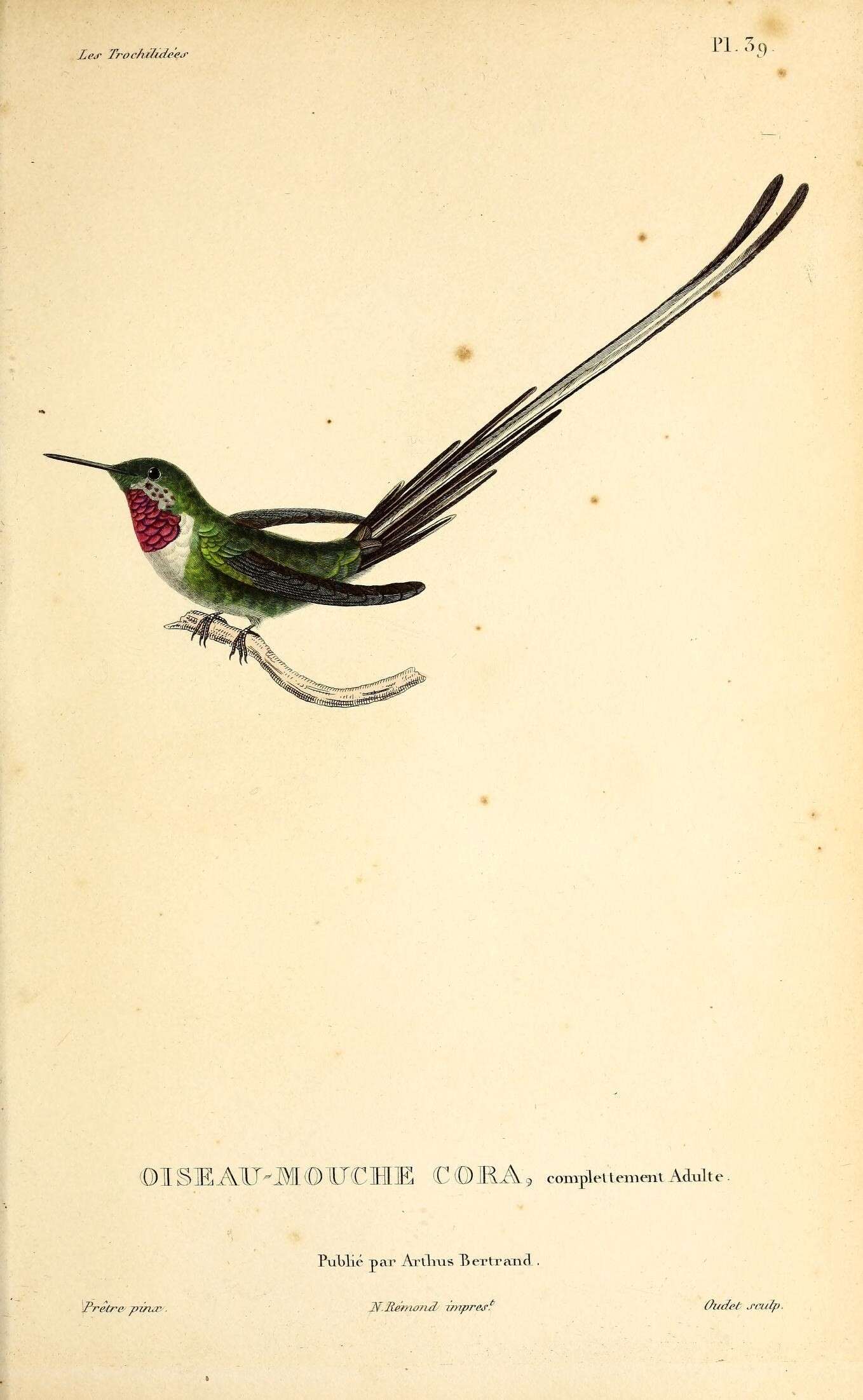 Image of Thaumastura Bonaparte 1850