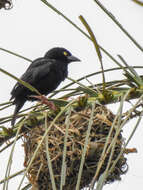 Image of Vieillot's Weaver