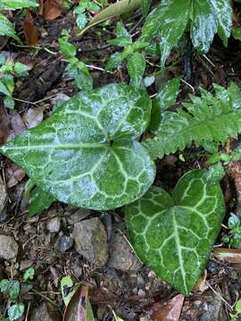 Image of Asarum macranthum Hook. fil.