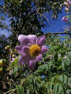 Image of Dahlia tenuicaulis P. D. Sorensen