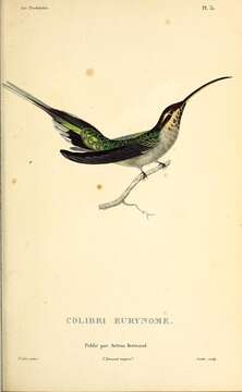 Image of Scale-throated Hermit