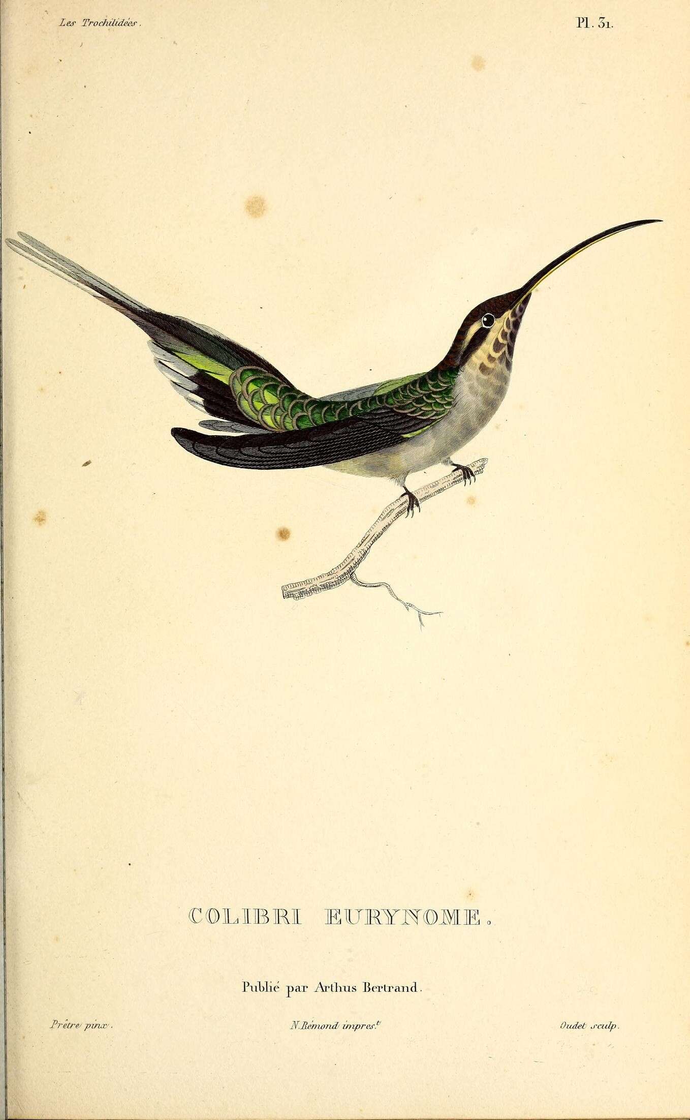 Image of Scale-throated Hermit