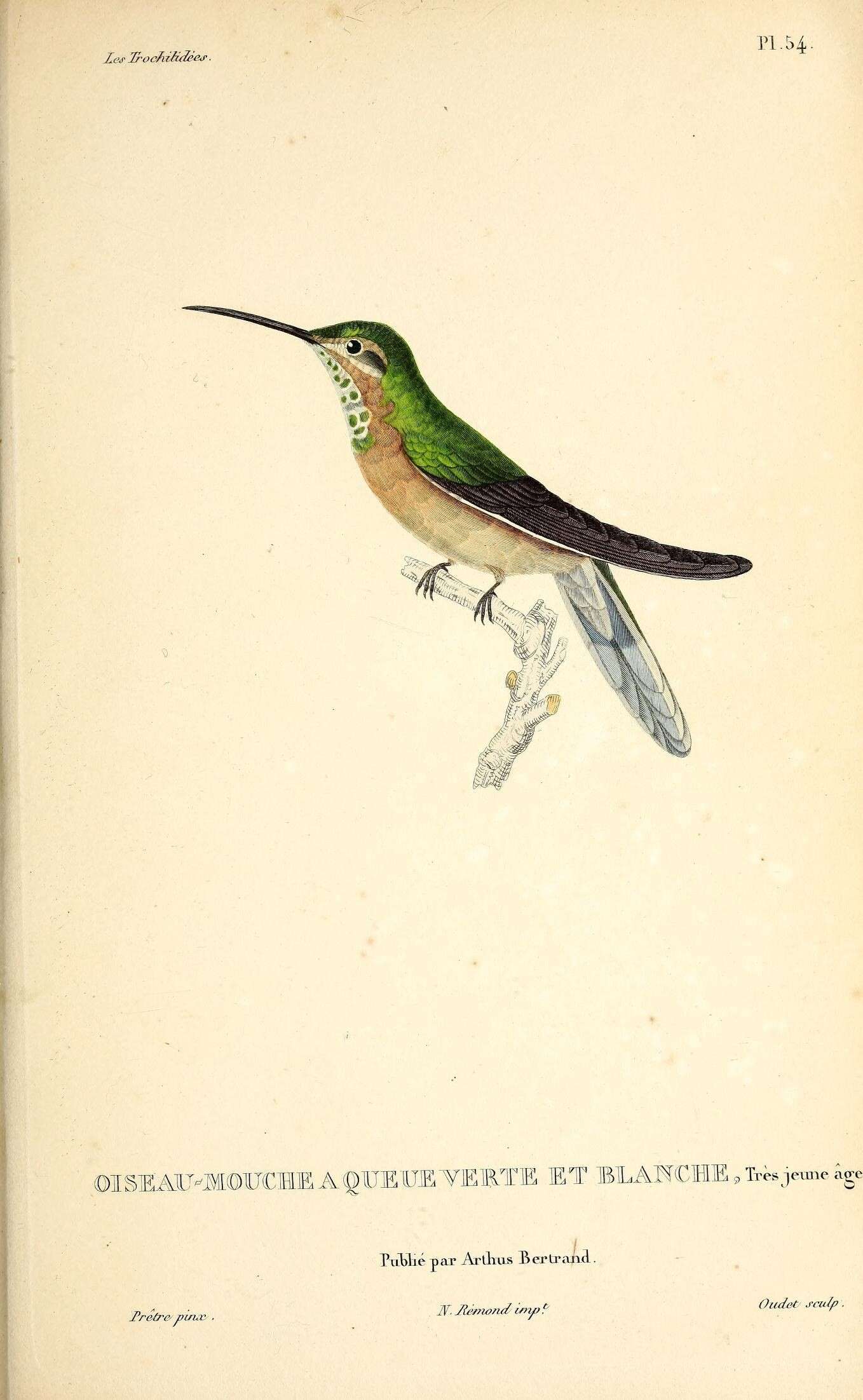 Image of White-tailed Goldenthroat
