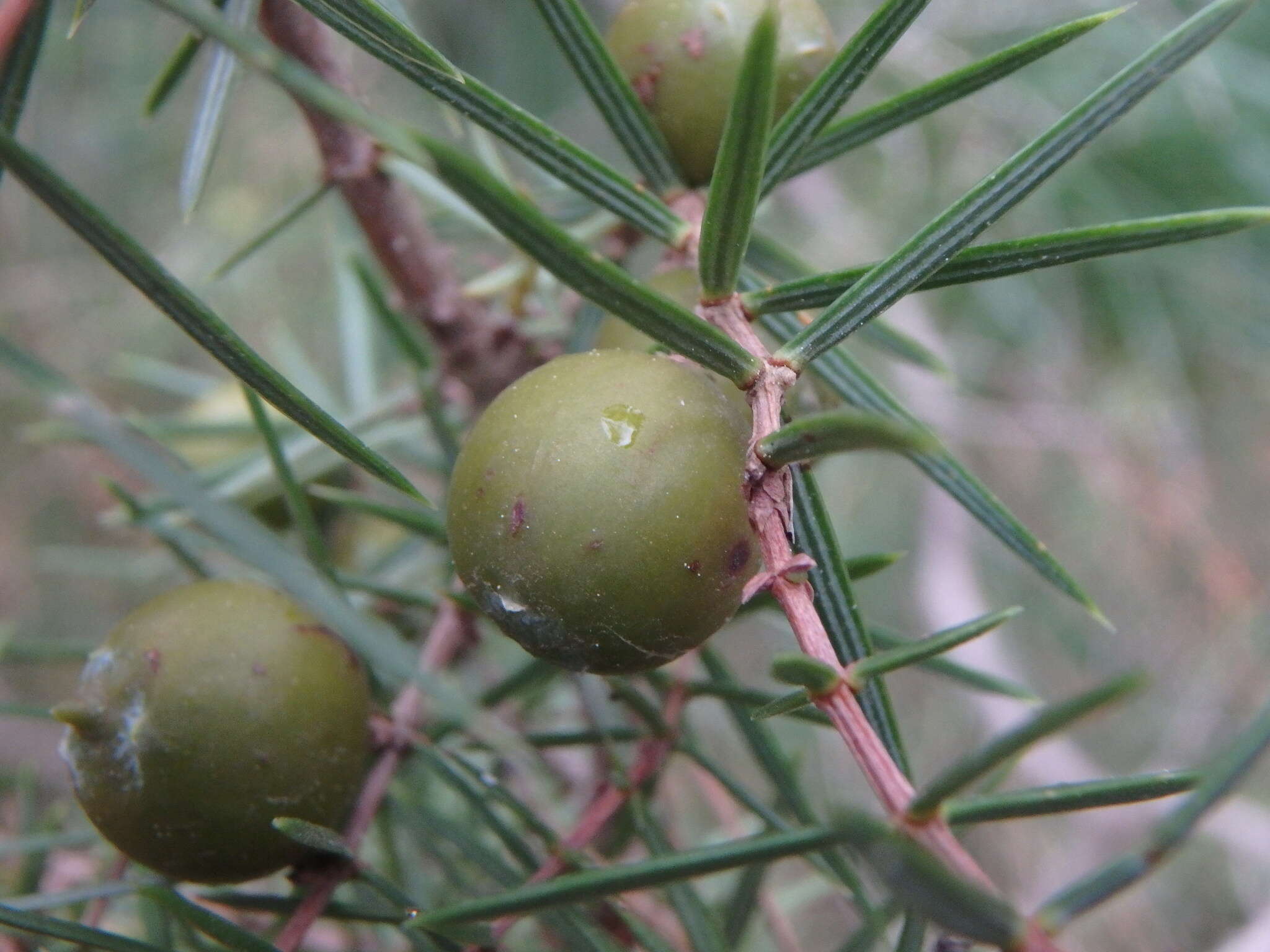 Image of Prickly Juniper