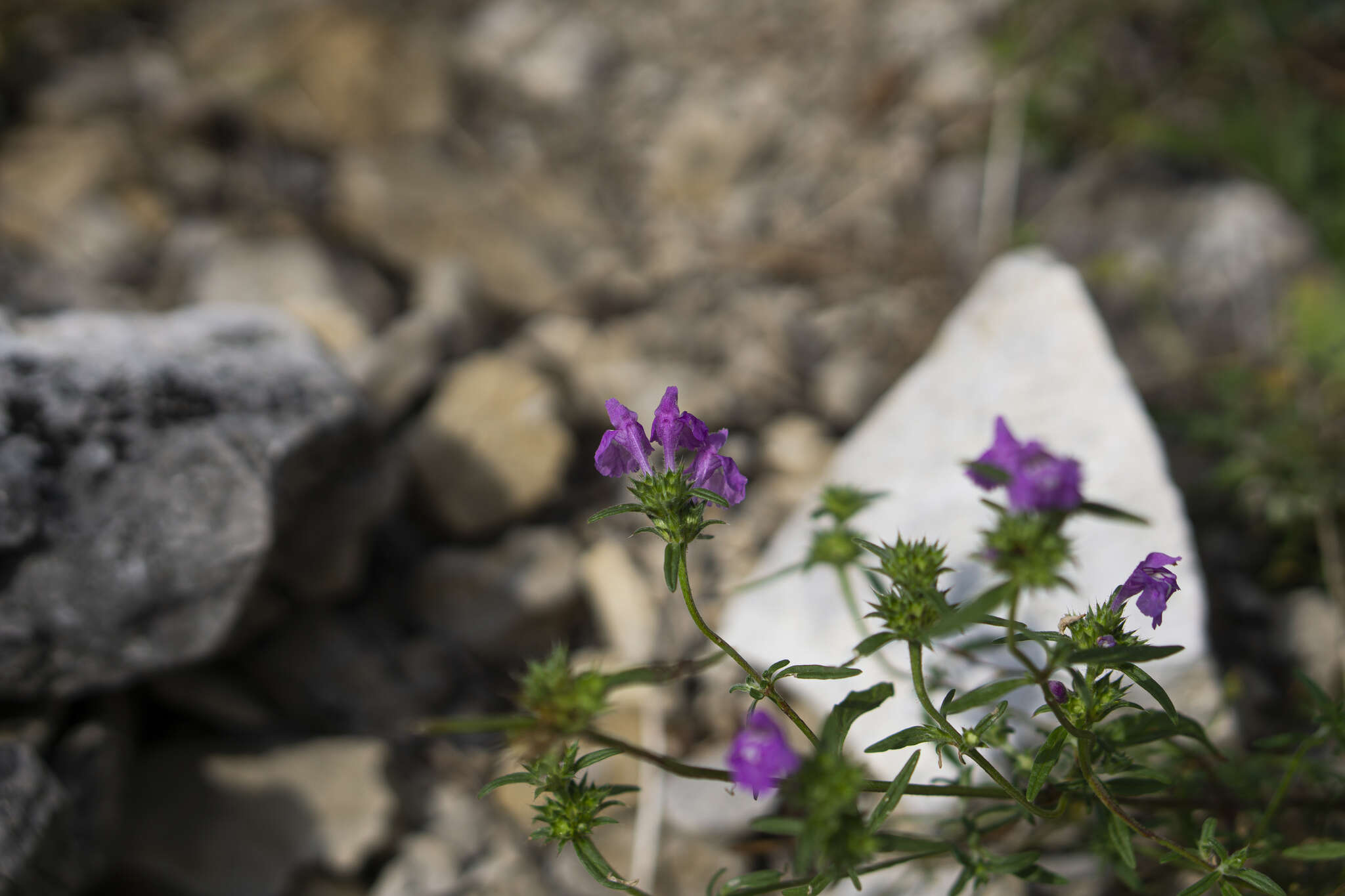 Imagem de Galeopsis angustifolia Ehrh. ex Hoffm.