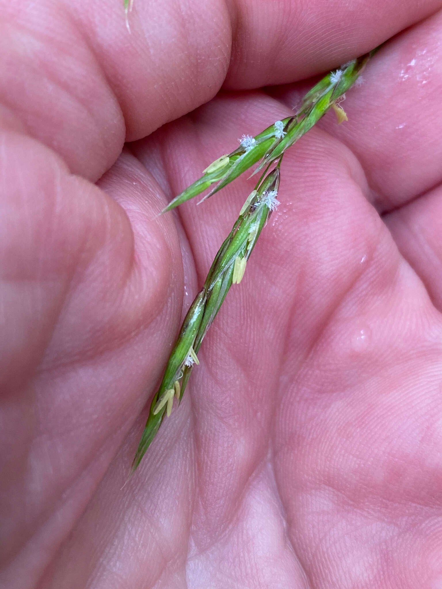 Image of Alaska oniongrass