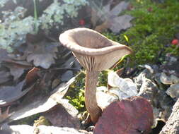 Image of Pseudoclitocybe