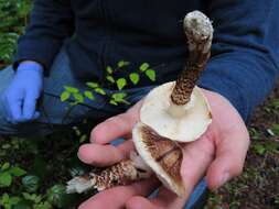 Image of Tricholoma dulciolens Kytöv. 1989