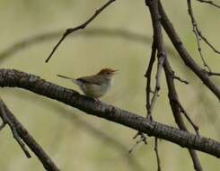 Image of Cisticola fulvicapilla dexter Clancey 1971