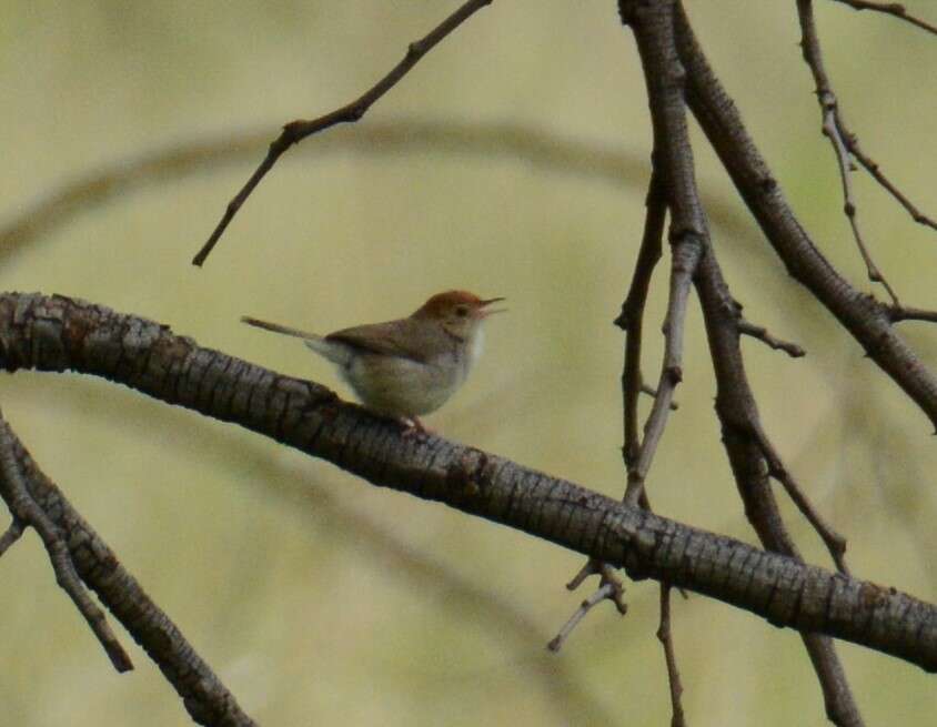 Imagem de Cisticola fulvicapilla dexter Clancey 1971