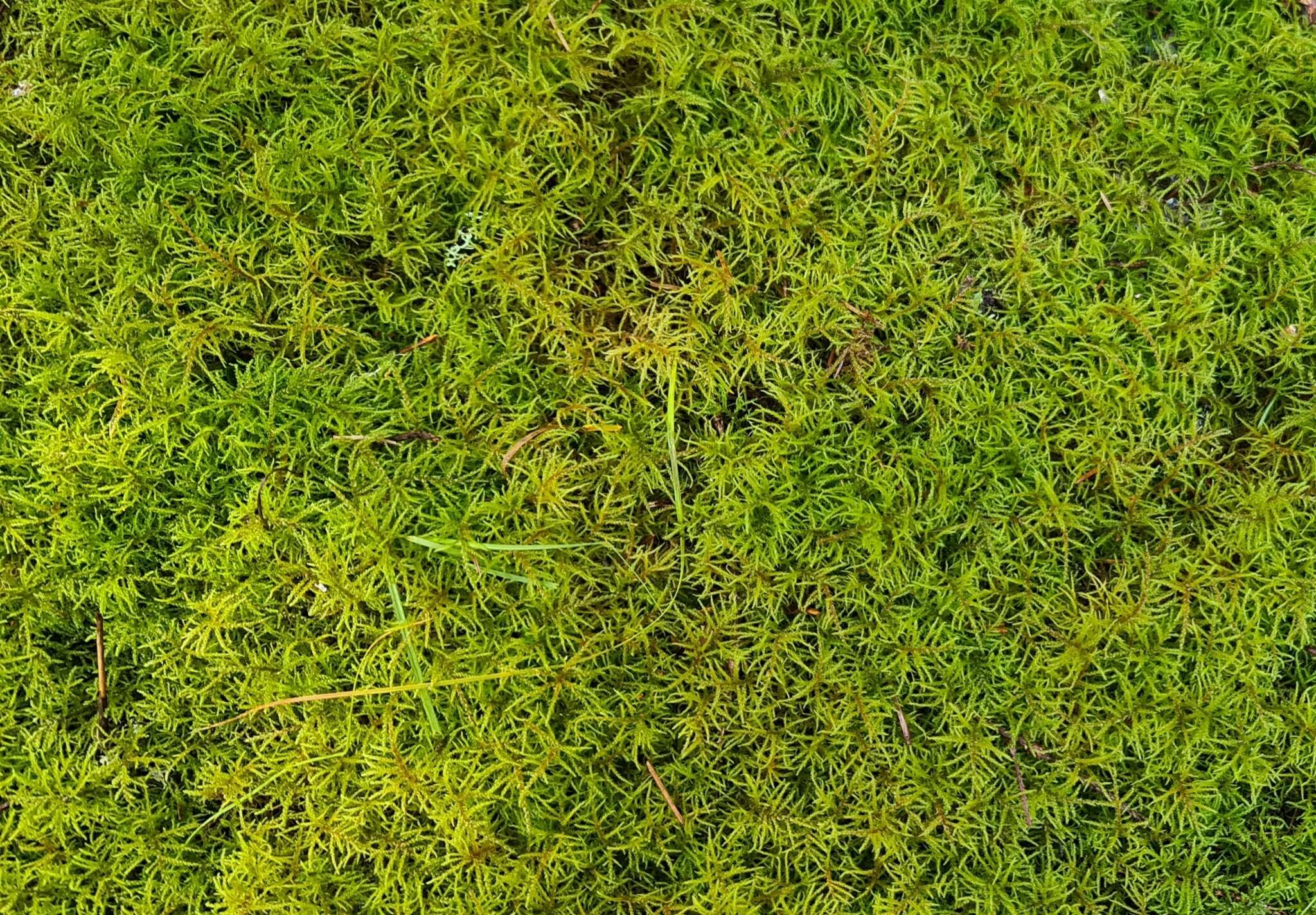 Image of hylocomiastrum moss