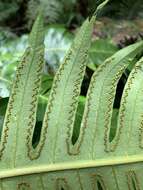 Imagem de Cyathea horrida (L.) Sm.