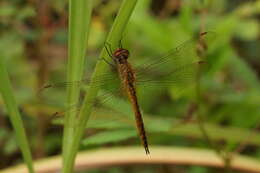 Image of Rainpool Gliders