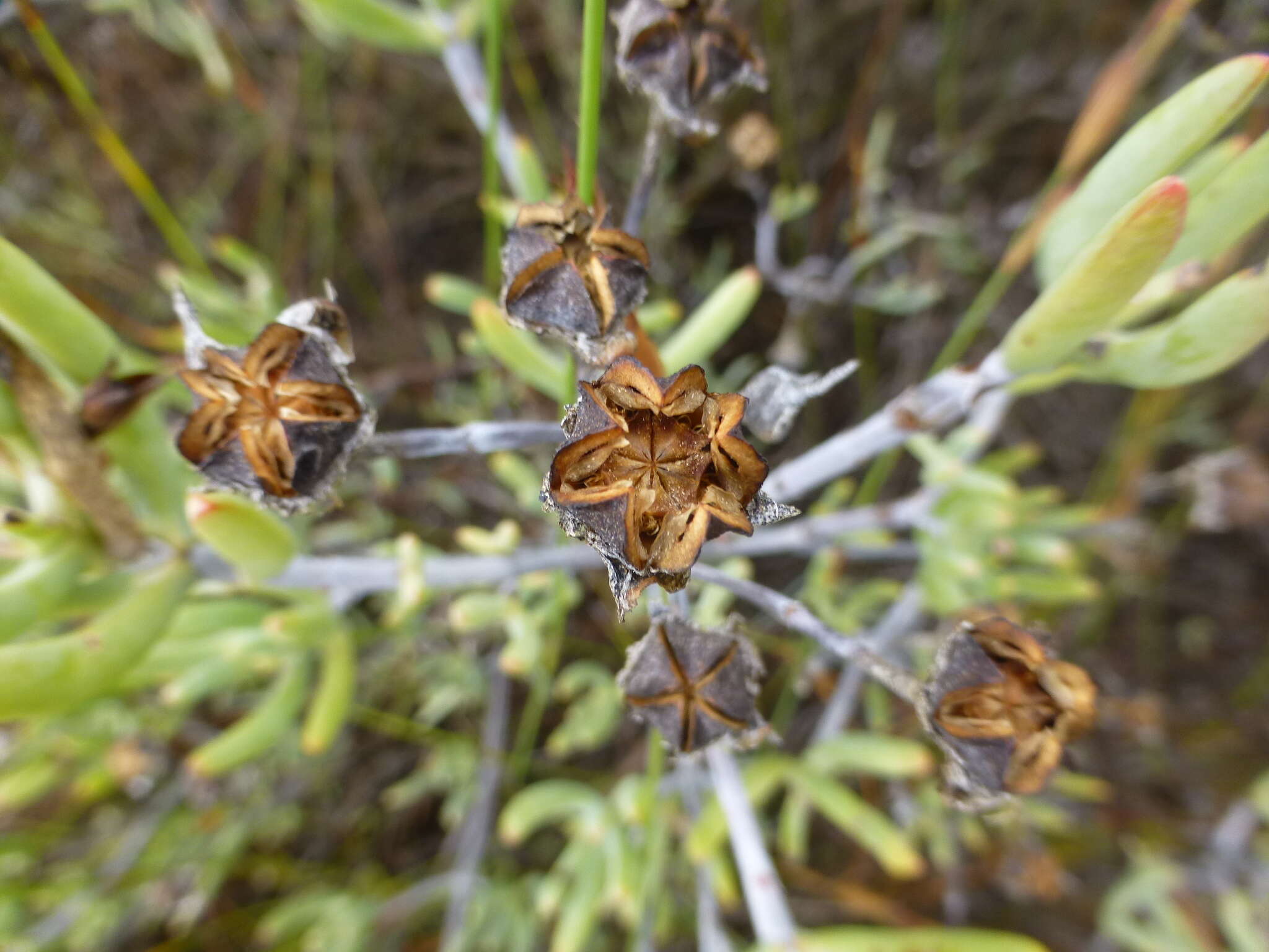 Image of Lampranthus stipulaceus (L.) N. E. Br.