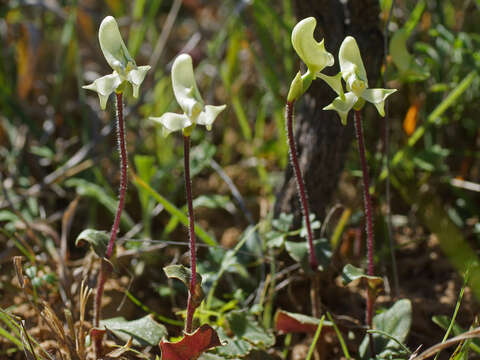 Image of Disperis bolusiana subsp. macrocorys (Rolfe) J. C. Manning