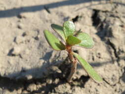 Image of common purslane