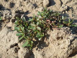 Image of common purslane